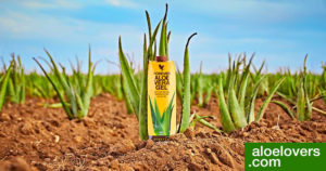 aloe-vera-gel-forever-living-coltivazione