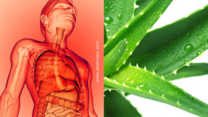 aloe-lovers-aloe-vera-per-abbassare-la-temperatura-corporea