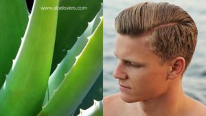 proprieta-dell-aloe-vera-per-capelli-uomo-aloelovers