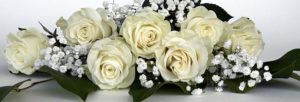 rose-aloelovers