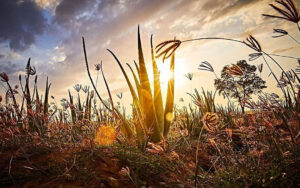 Ge-di-Aloe-Vera-Come-Supportare-il-Tuo-Benessere-aloelovers.com-1080x675